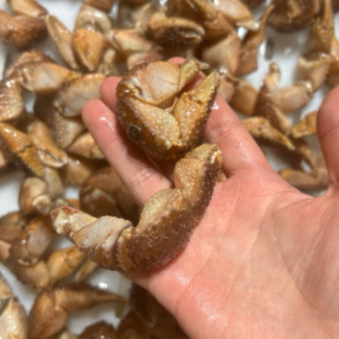 （速冻）海怪腿3斤一份包邮顺丰