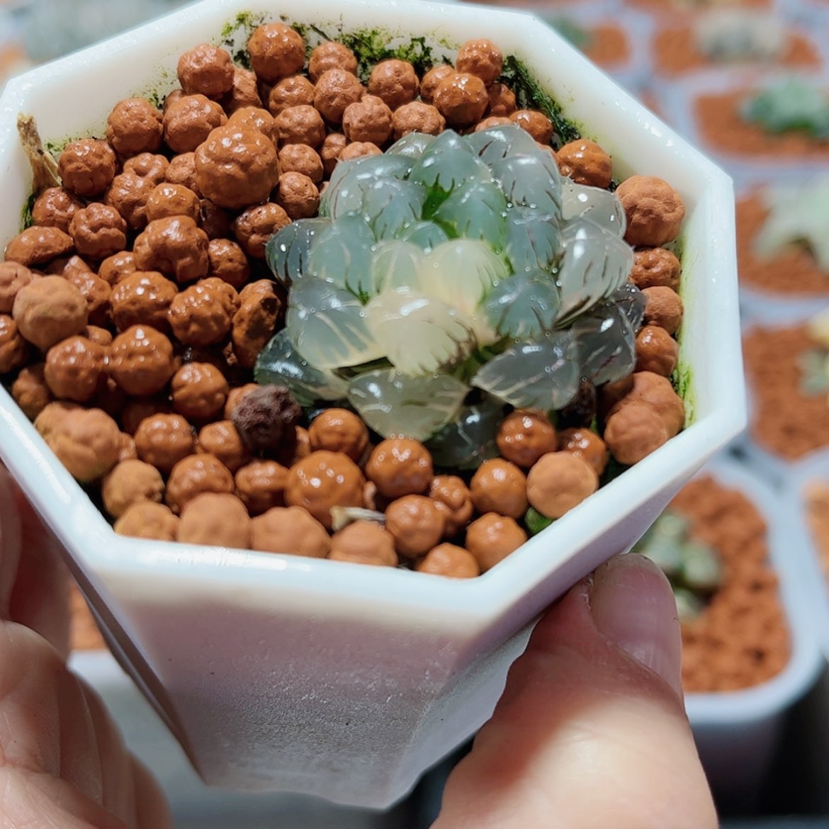 【闪购商品】Ob玉露锦