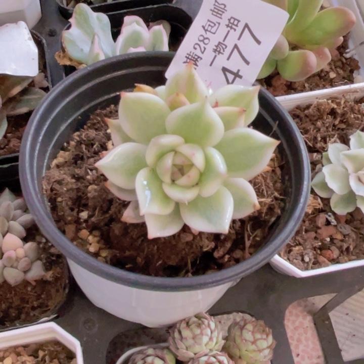 吉娃娃锦多肉植物477