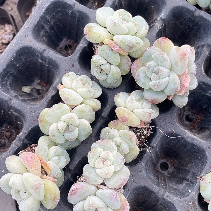 宽叶发3颗双头满18包邮