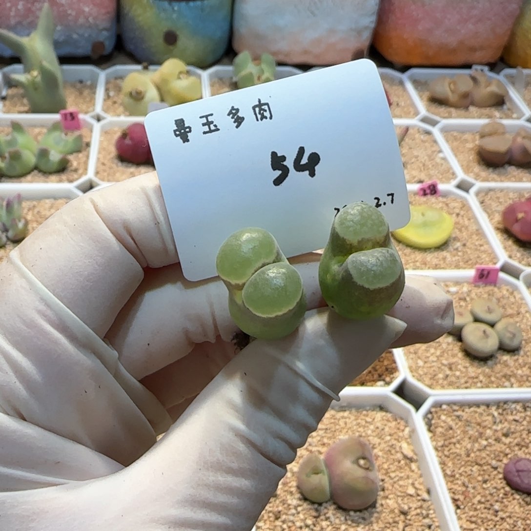 5*7多肉多肉多肉2.7-054