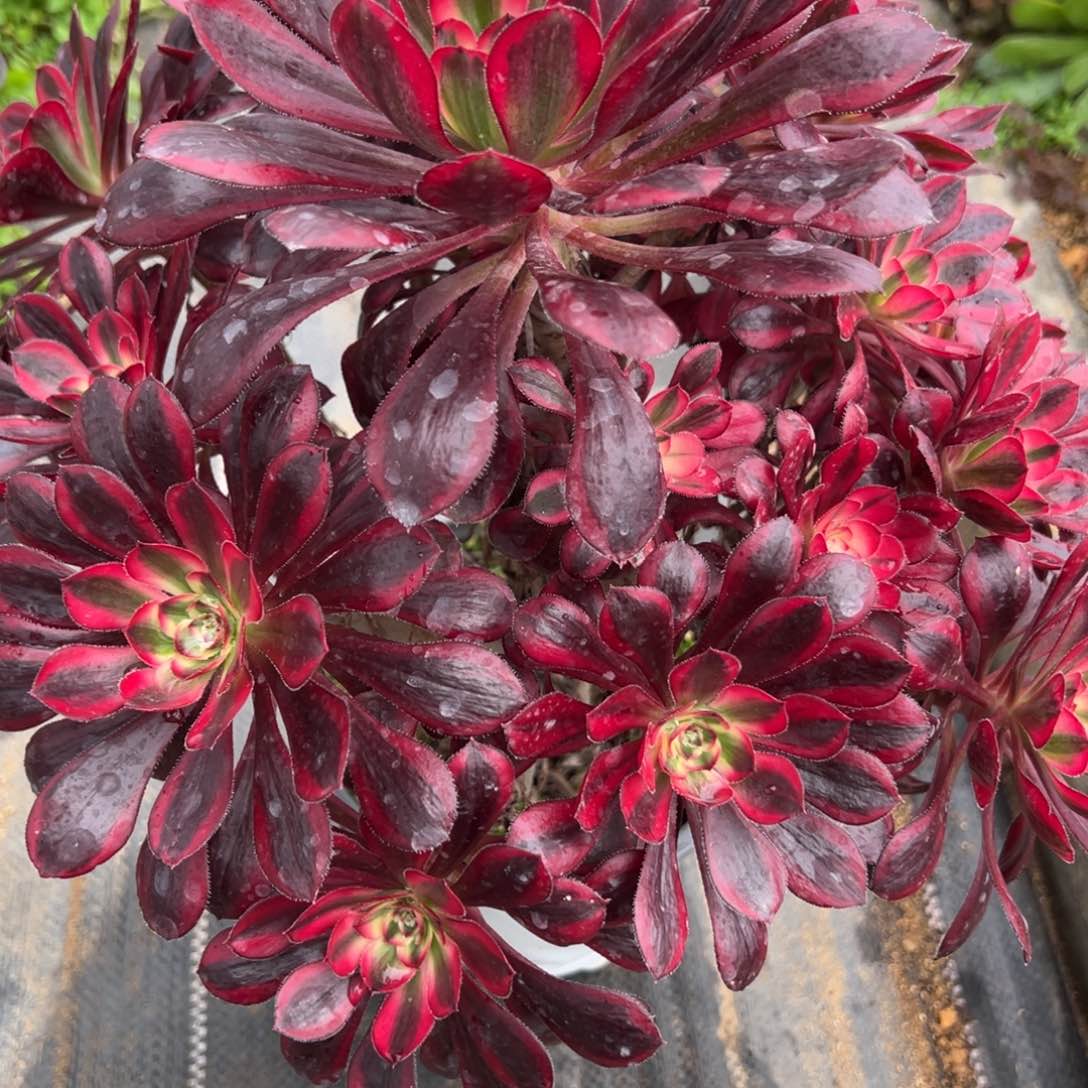 437香奈儿多肉植物