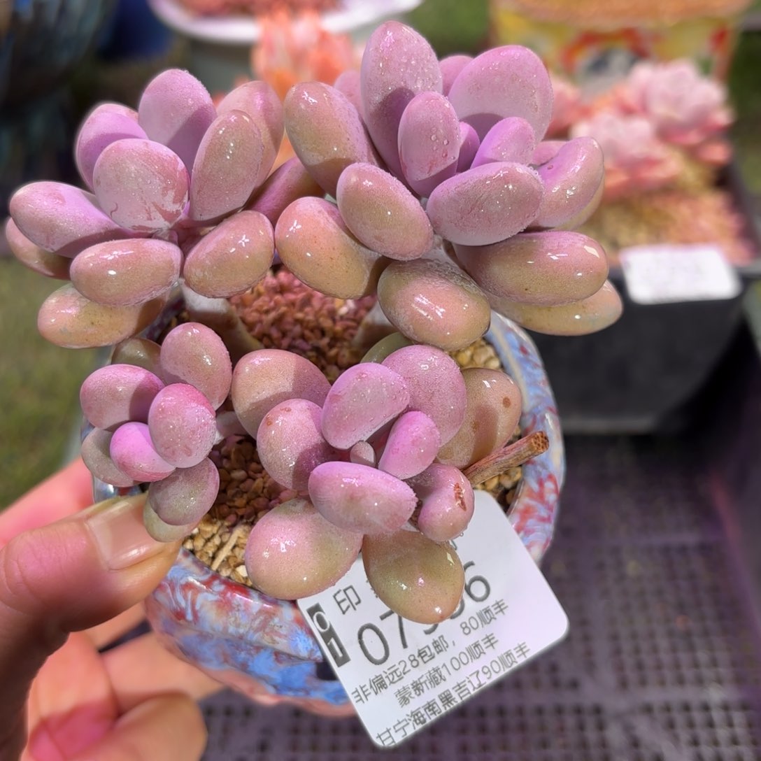 多肉植物7956gghh