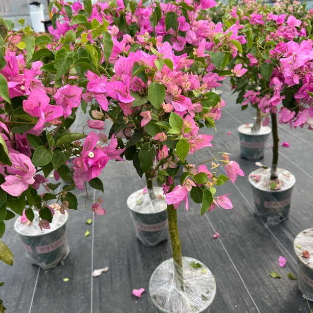 【新疆包邮】广红樱棒棒糖三角梅