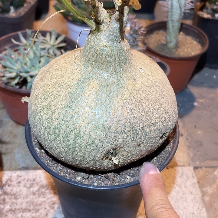 满38包邮2天凑单，脱土晾根发货多肉植物钱袋子
