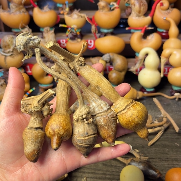 ¹***⁰花皮葫芦天天开心