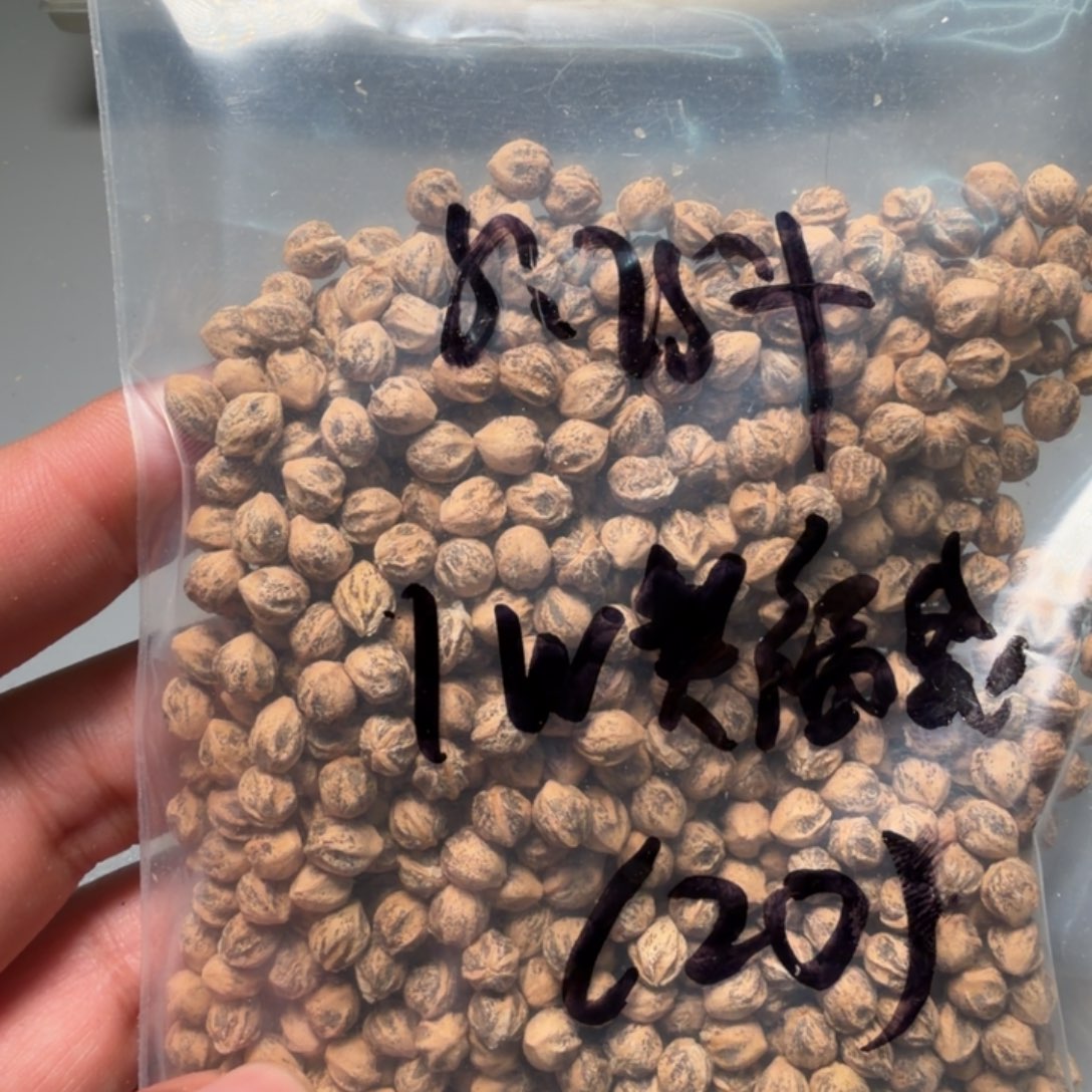 吊坠柏香籽/百香籽L*Q