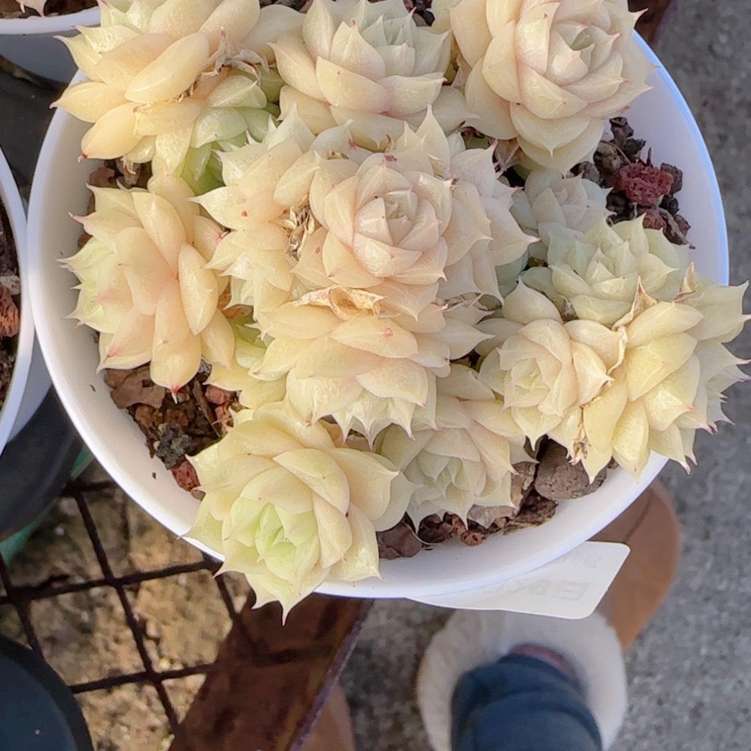 M***y花语多肉1229-238散