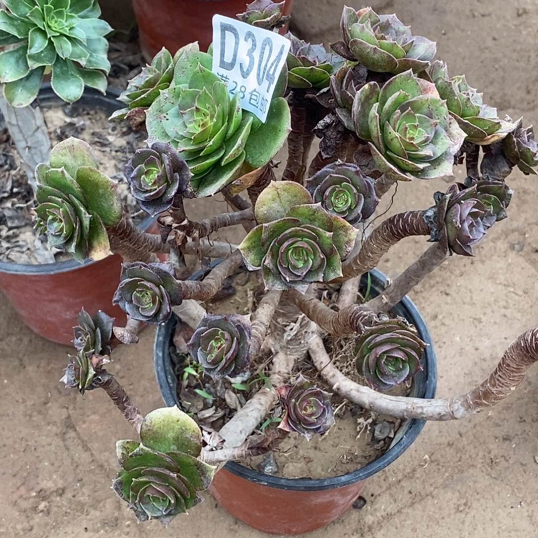 去***泰304 多肉植物不包断枝