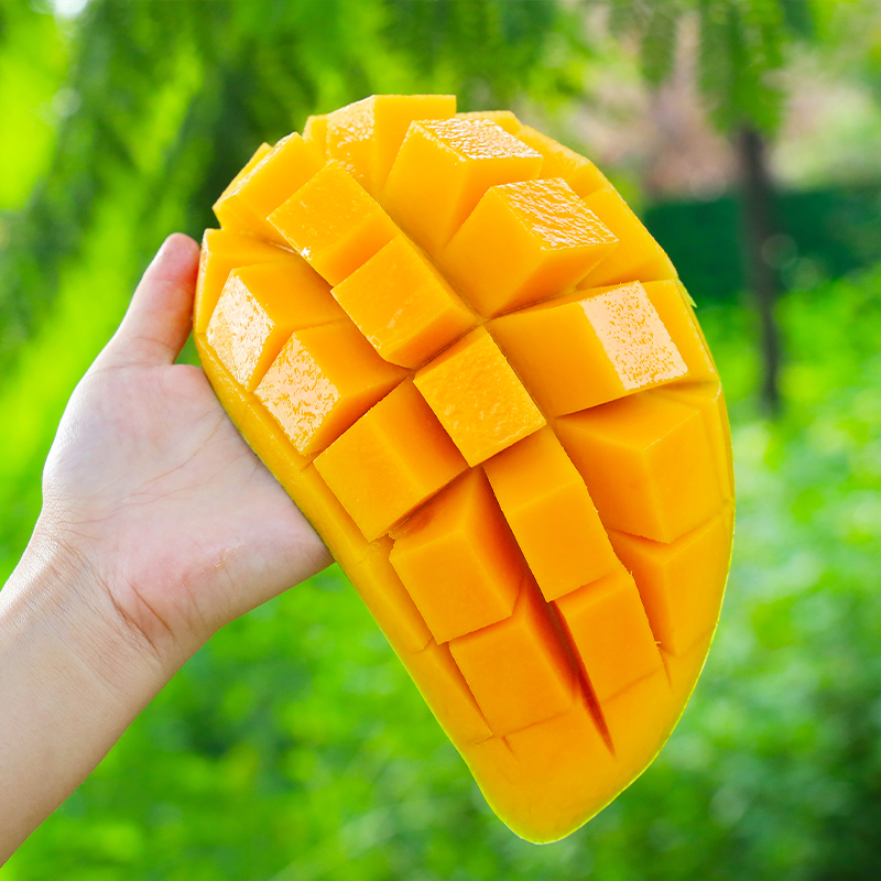 阿欢【坏果包赔】8斤装果王 攀枝花金煌芒果甜糯口感