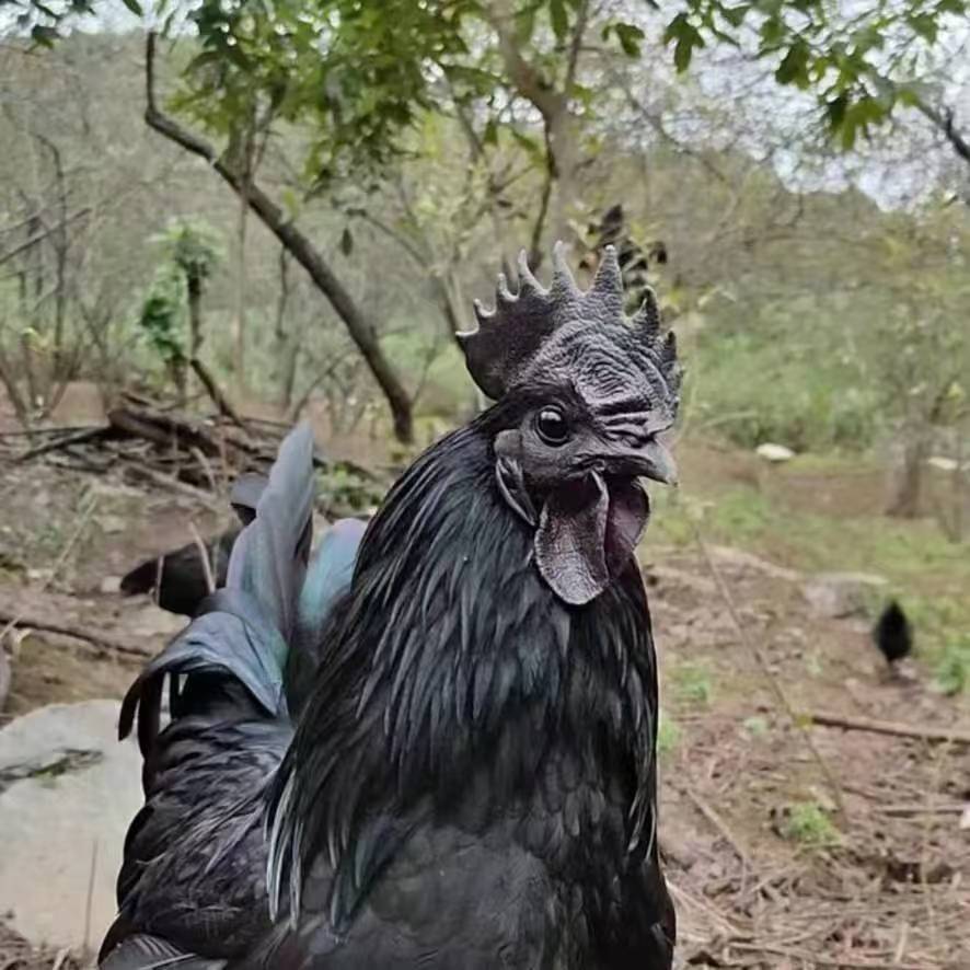 乌蒙农场 宠物鸡 高颜值下蛋母鸡包邮发货