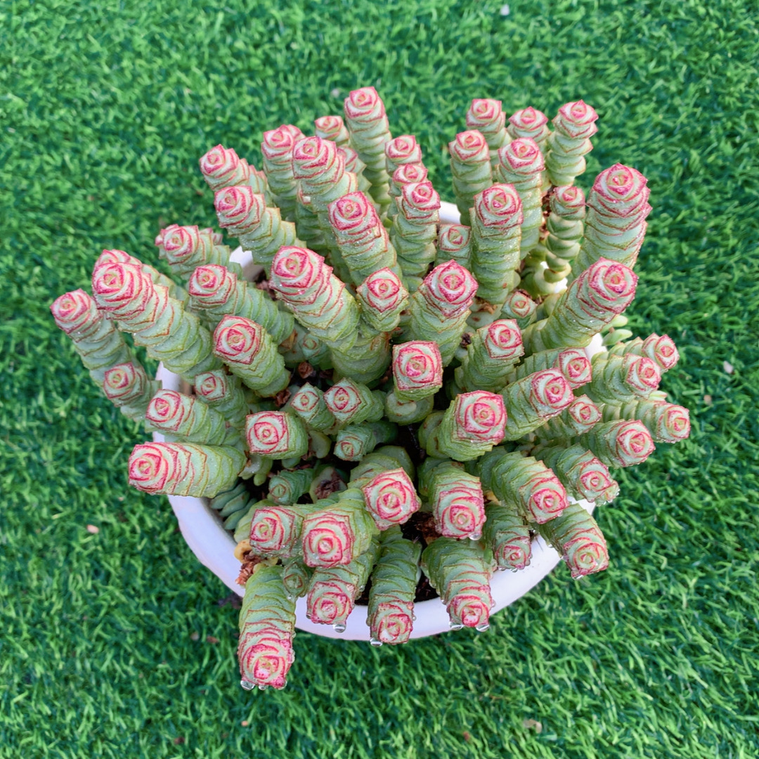 钱串群11-15CM【花界草堂】精品多肉阳台盆栽新手易养一单包邮