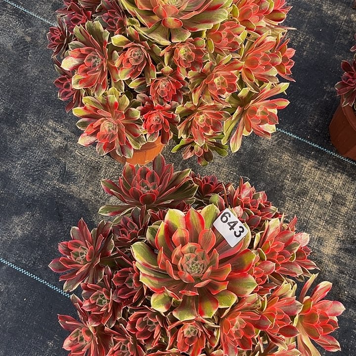 茶***明645 643两颗福利价老桩焕纱