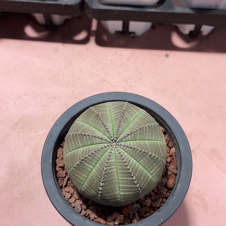 236实生大单头欧布