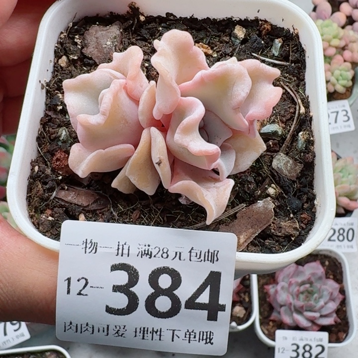 芭蕾舞者多肉多肉多肉植物多肉