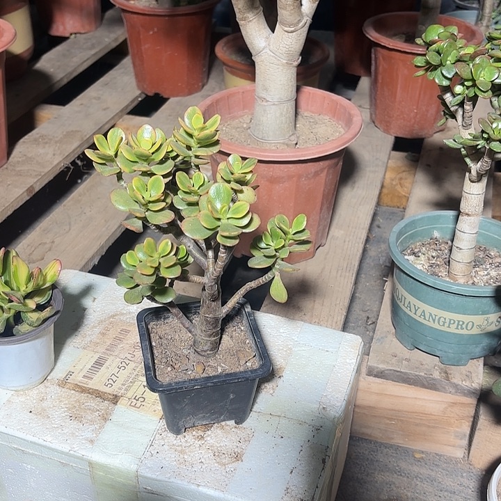 用***4当前无花栽培后可以开花蒂娜30