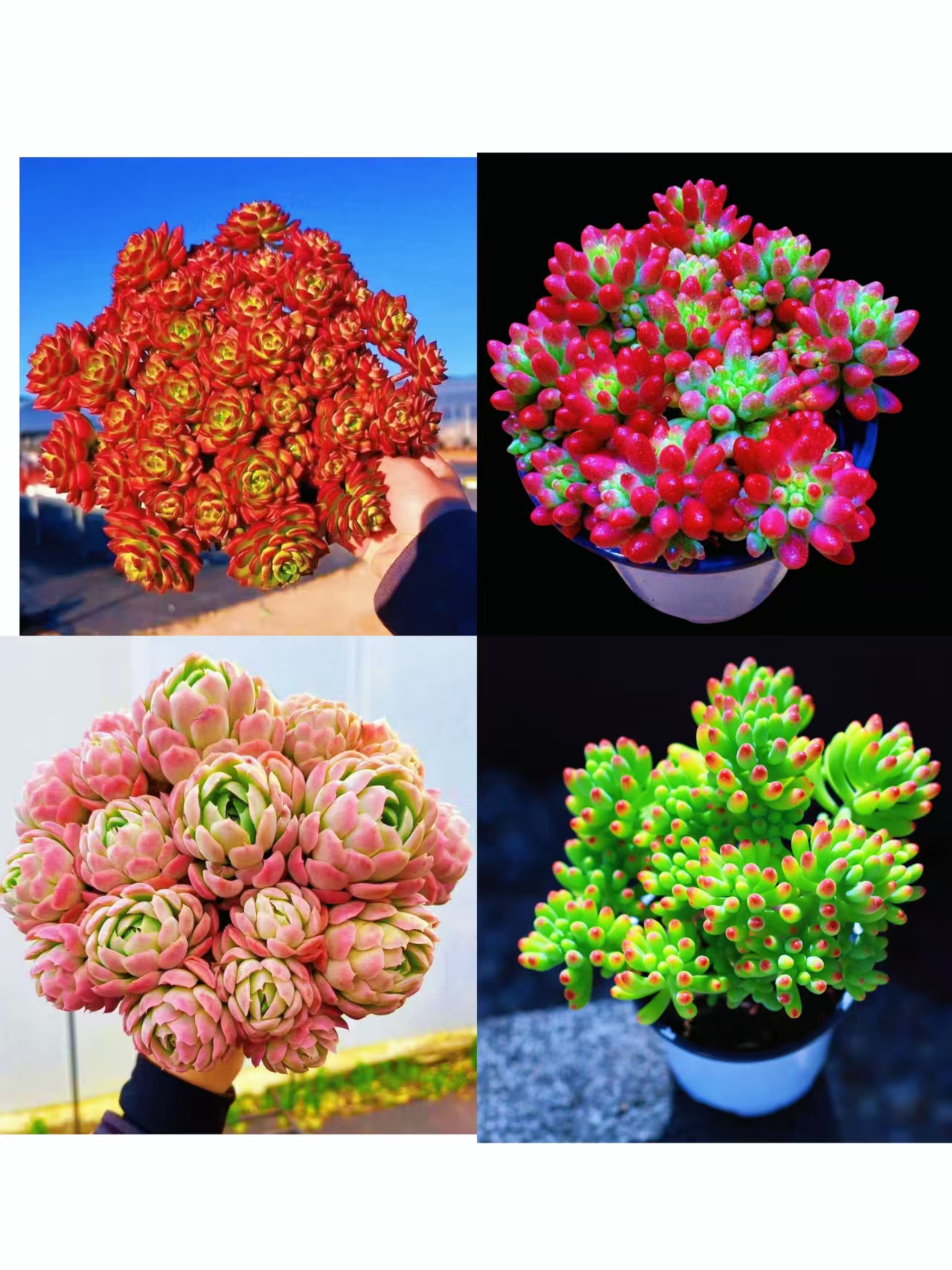 {大盆爱玛仕+香妃+万花筒+转运珠} 带盆土发新手好养活 室内外养 