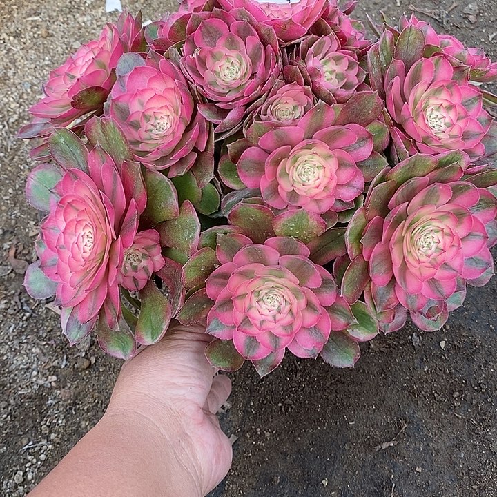 多肉植物荔枝314多肉