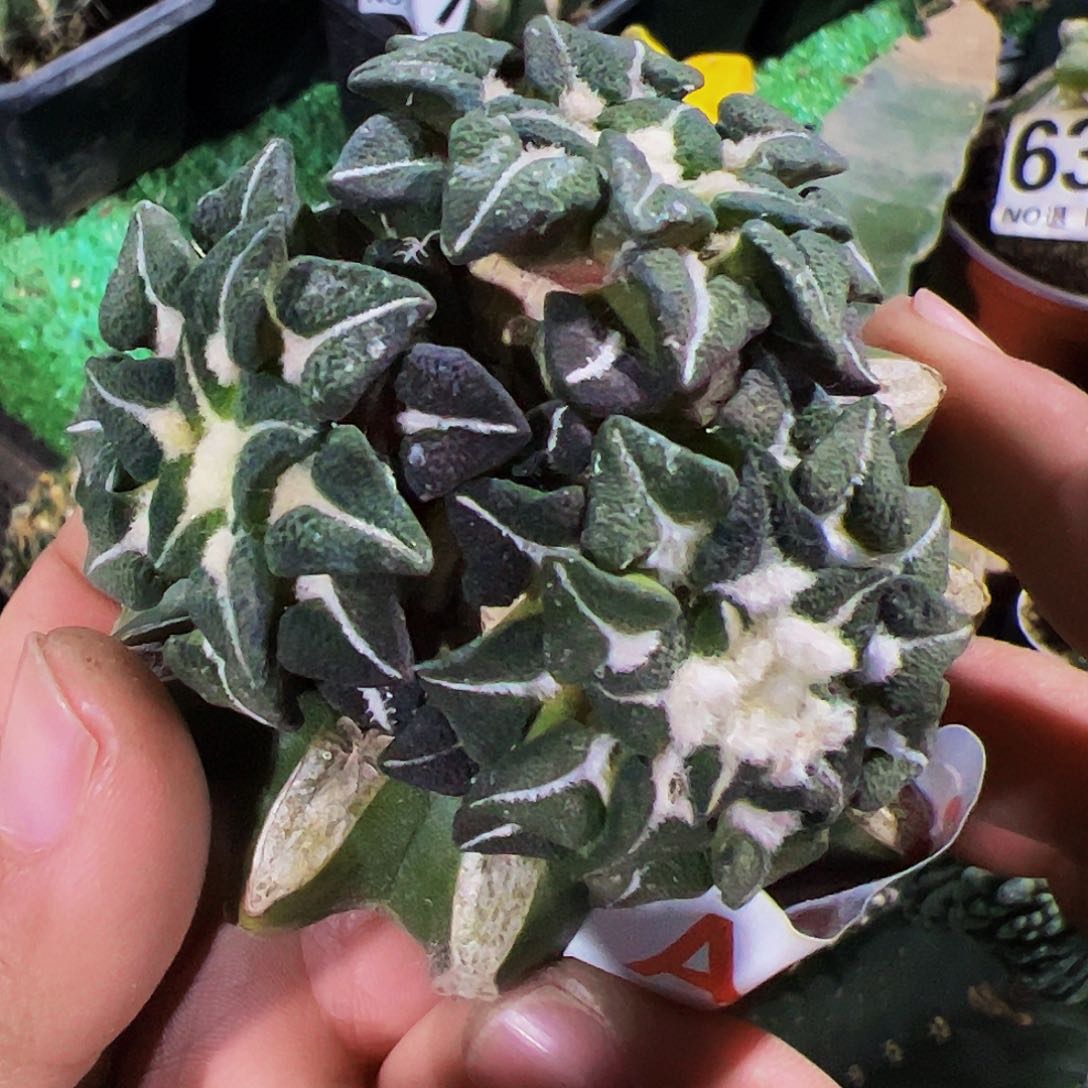 三头黑牡丹仙人球002