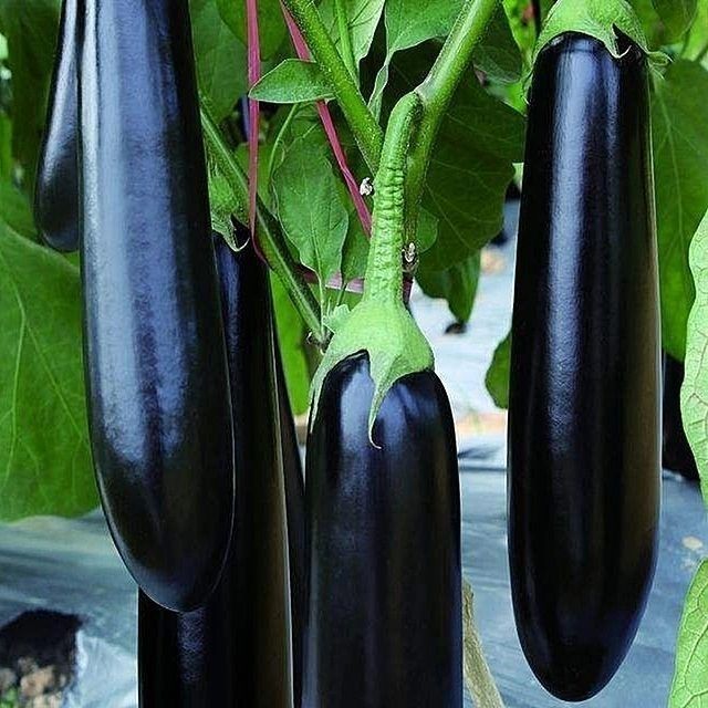 新种长茄种子绿萼绿把茄子种籽嫁接苗子荷兰进口高产阳台耐寒耐热