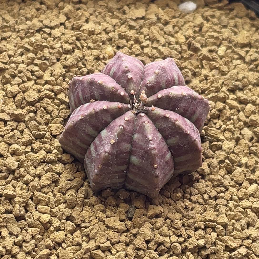 实生高棱血纹艳肌神玉布纹球