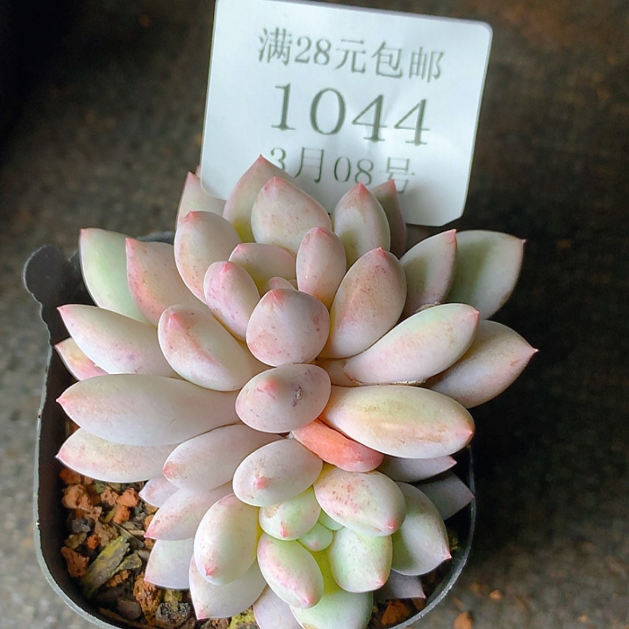 【闪购商品】云1044