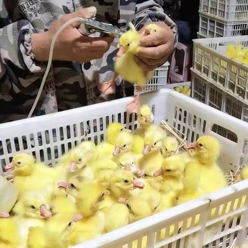 四季产蛋王鹅 宠物鸭