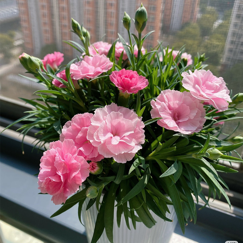 康乃馨盆栽好养现在开花园阳台室内桌面矮石竹带花苞发母亲节鲜花