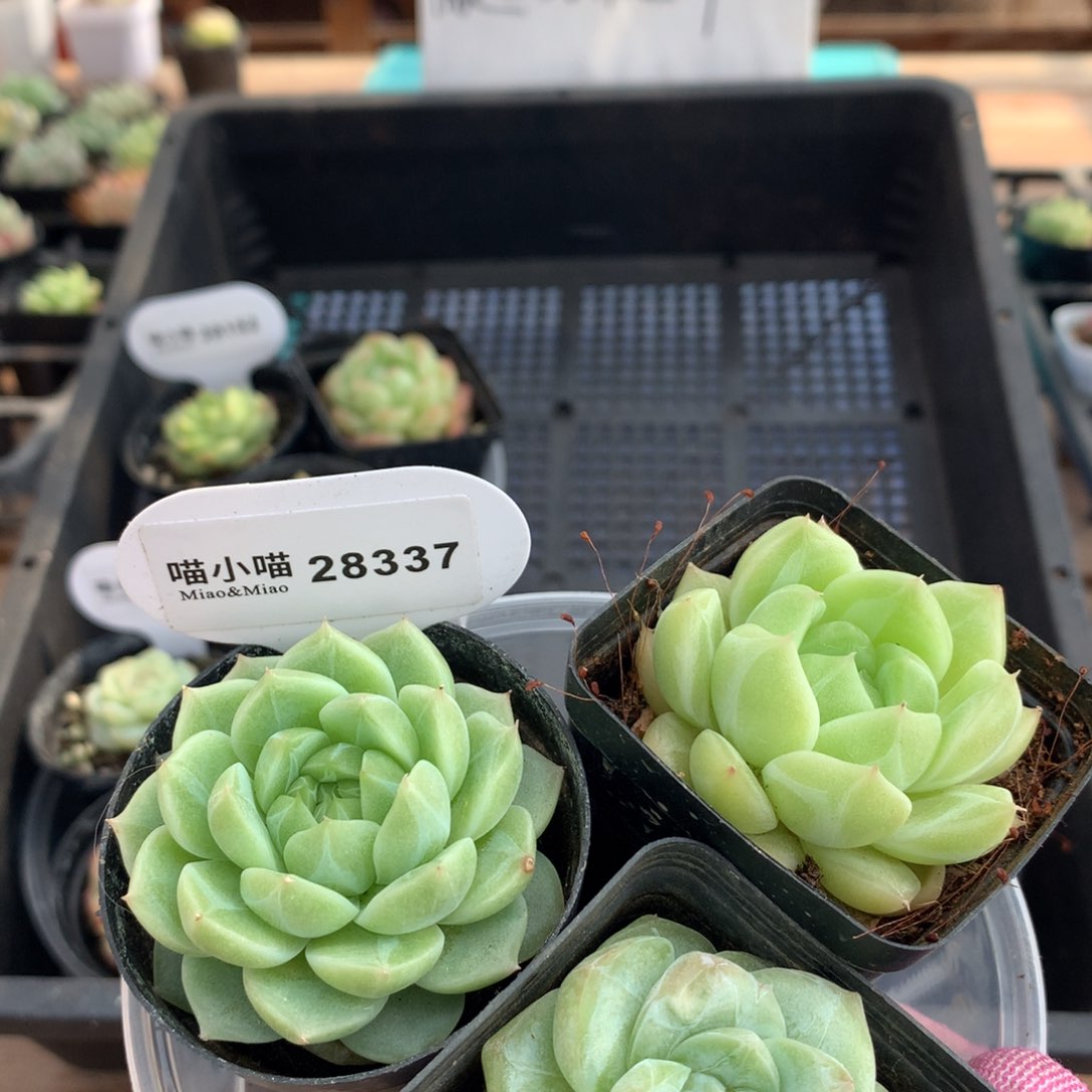 多肉植物糖心珍妮