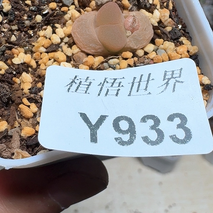 933盒多肉植物哇c f