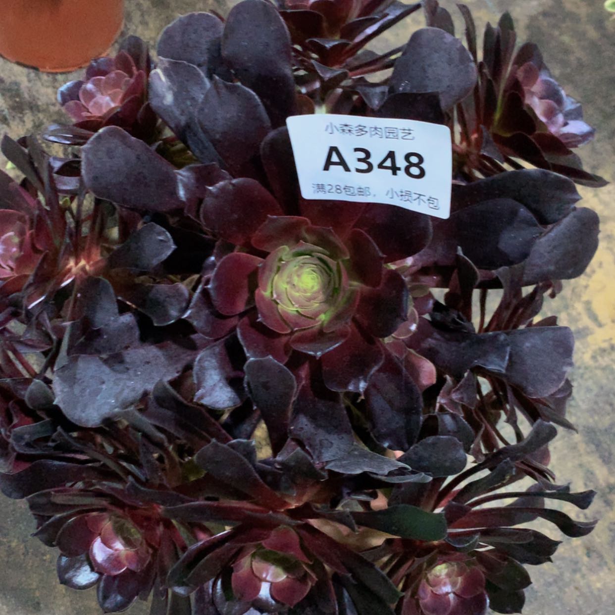 【闪购商品】348欧姿多肉