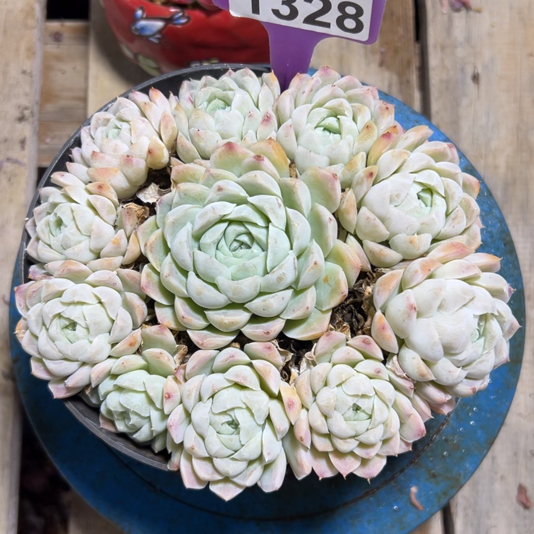 1328白月影，冠服15