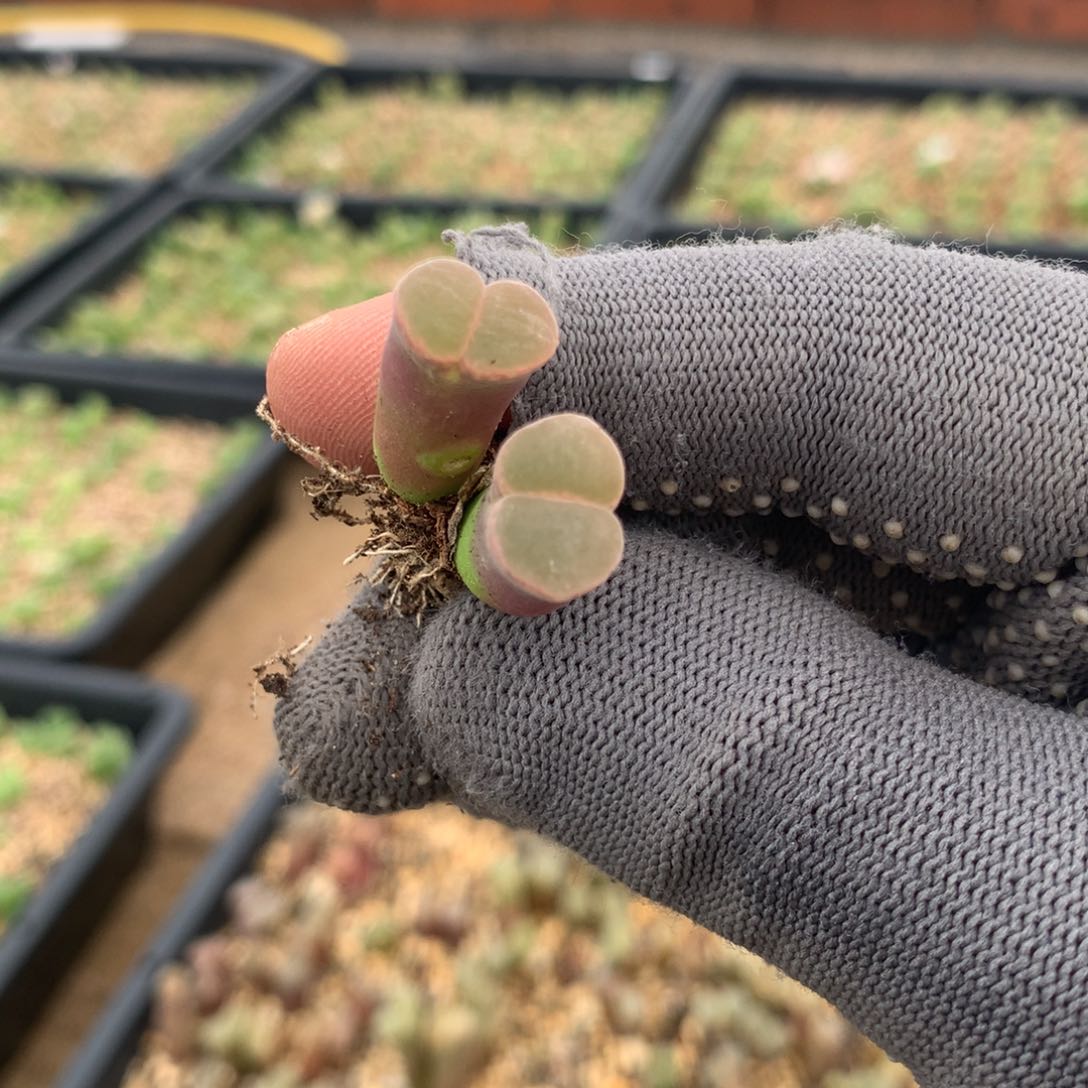 土***队459风铃母本一颗