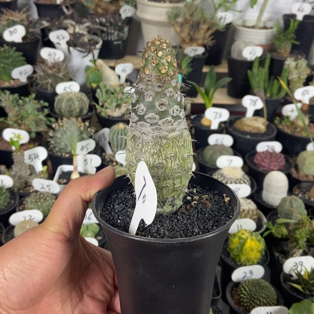 老桩瓶干麒麟一个