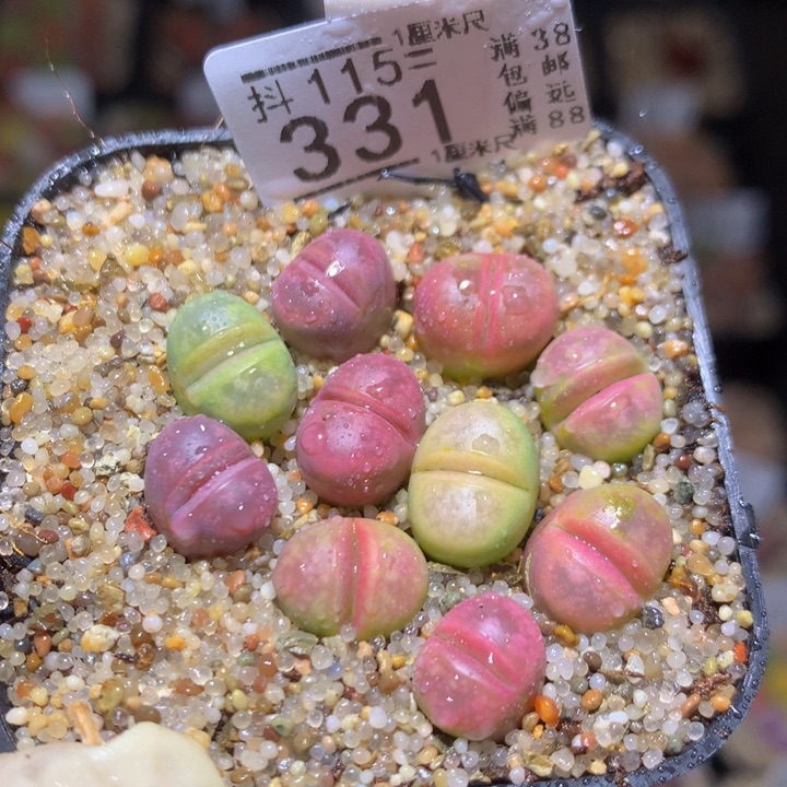 精品生石花115.331