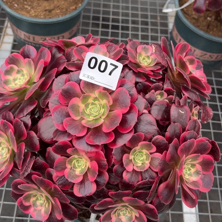 007凤冠30厘米左右