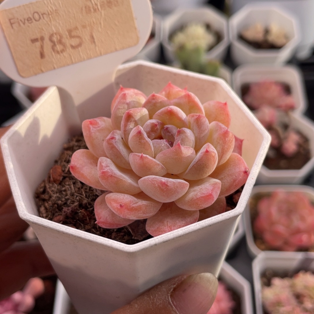 冰葡萄7857-5.0厘米