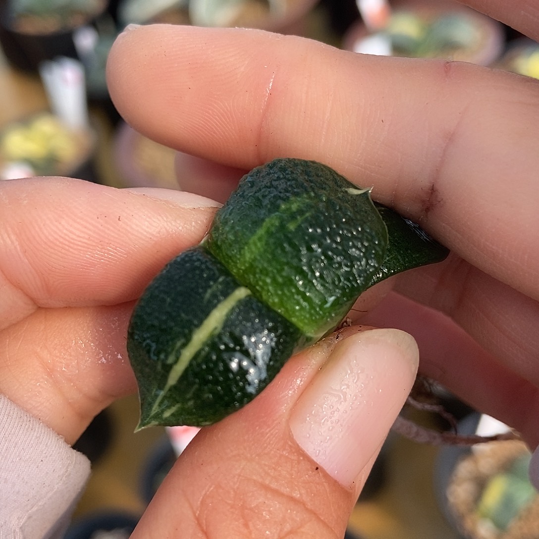 582卧牛实生锦带盆发货