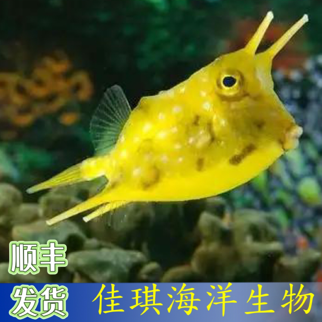 牛角 海水缸小宠物海水观赏鱼顺丰发货