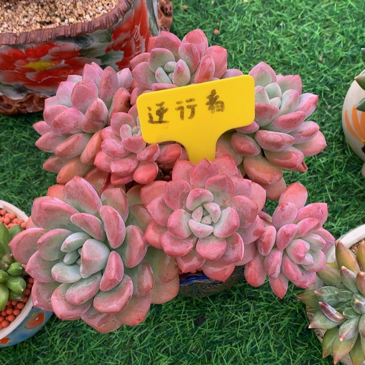 珠***珠白露啊多肉植物72727272