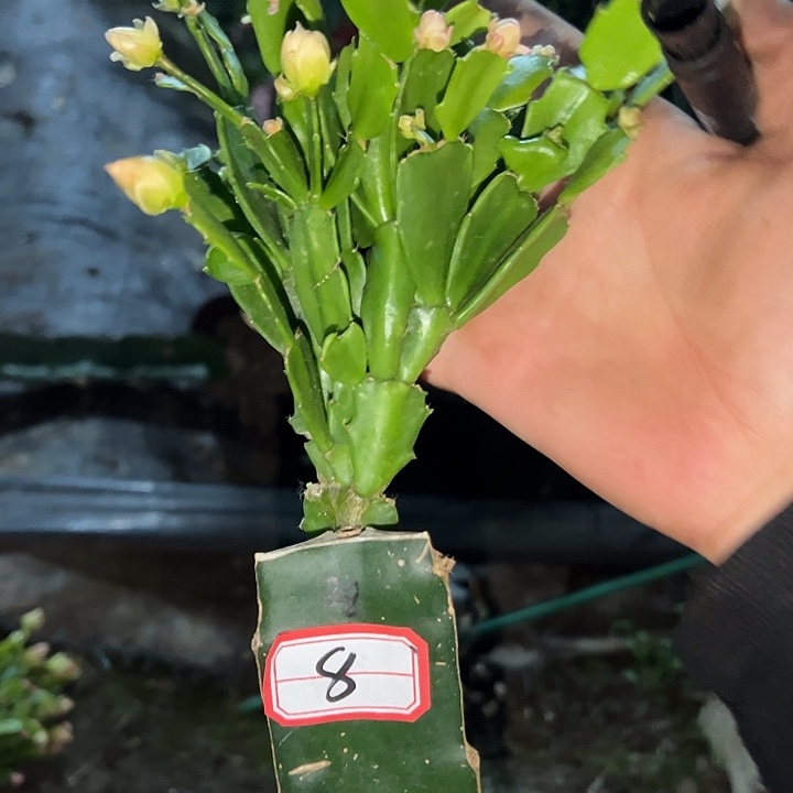 用***9，8号带盆028双重喜悦