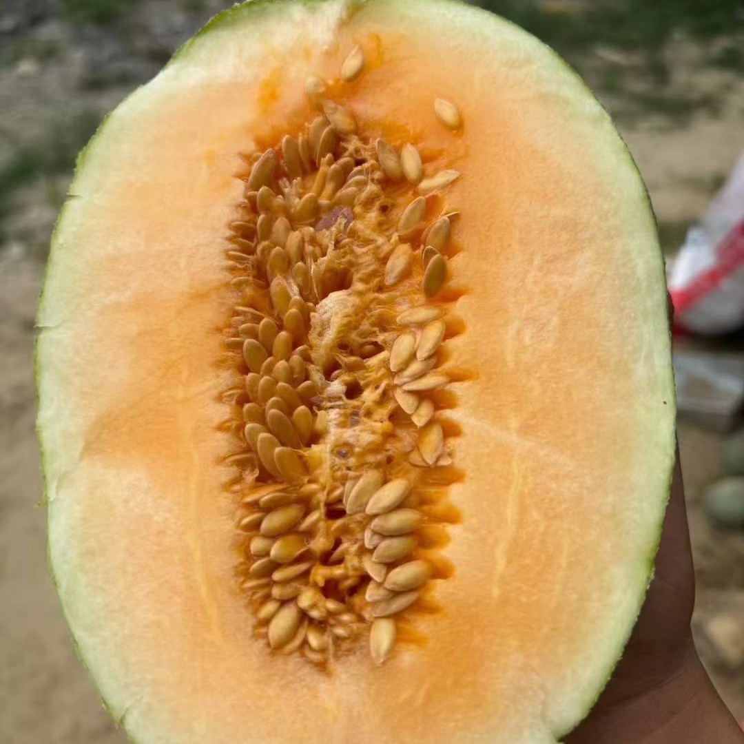 新鲜小密瓜9.9一个