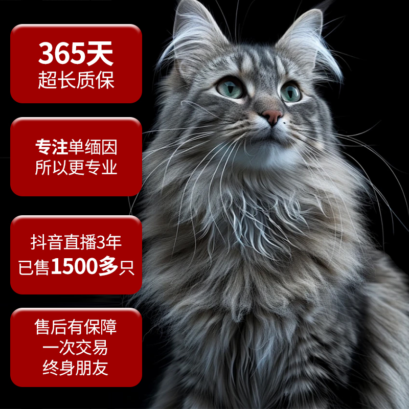 叁号宠业活体缅因