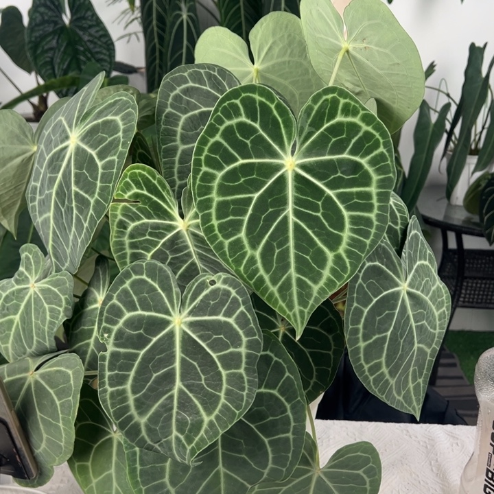 不开花植物多头印尼密纹克莱恩母本