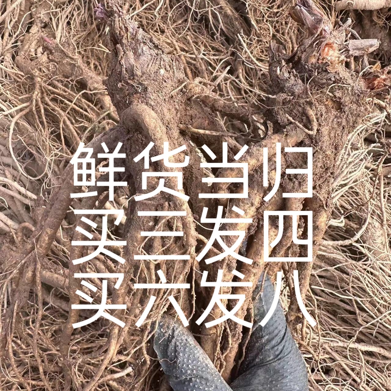 甘肃岷县鲜货当归煲汤煮水泡水泡酒岷县农家产地直发