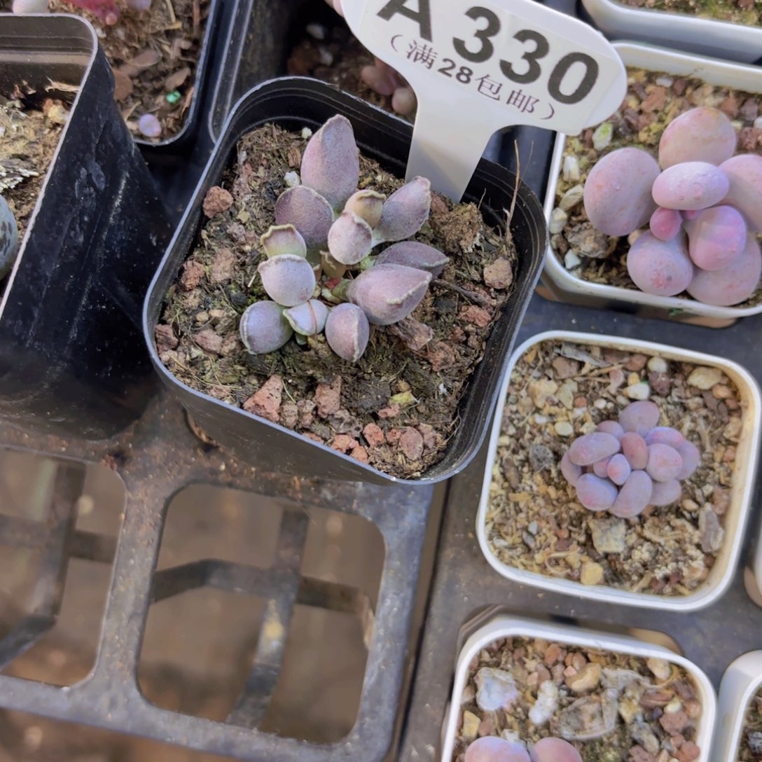 A330艺技海豹一物一拍