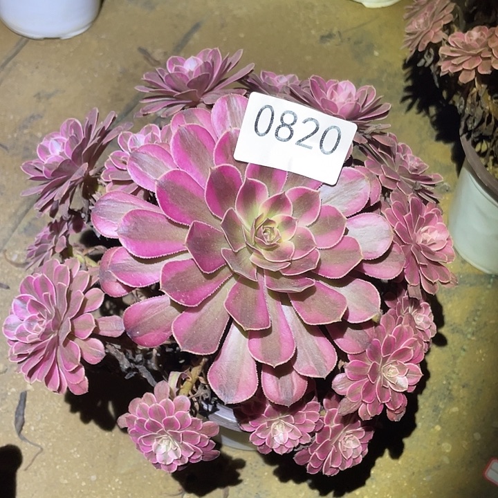 多肉植物法师820黑铜白