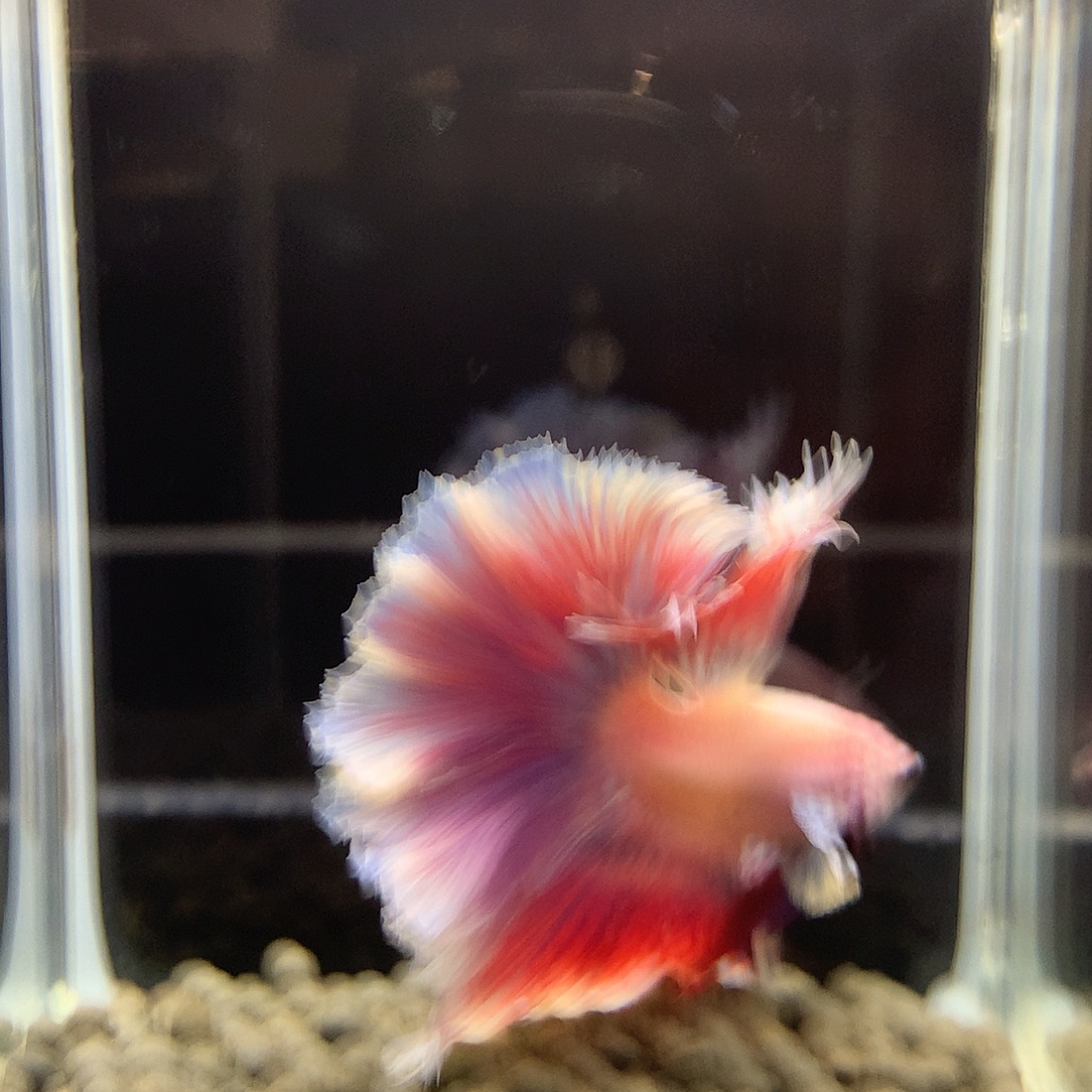 斗鱼七弟泰国斗鱼45