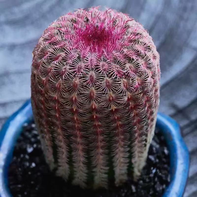 实生红太阳仙人球粉花办公室内多肉植物稀有开花