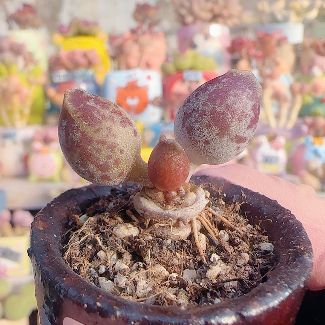 L 紫丸海豹 盆口3cm